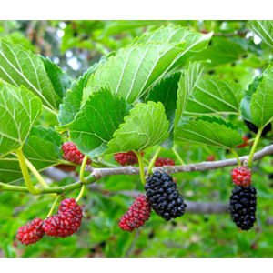 Poshan: A Multi-nutrient Formulation for Correcting the Nutrient Deficiencies in Mulberry